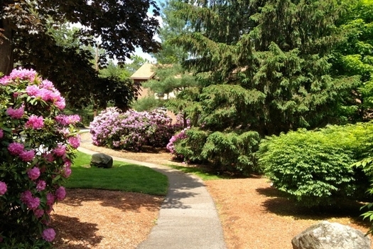 Wooded Path