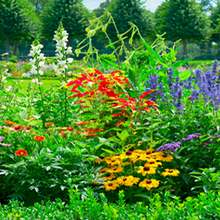 Annual Flower Box and Garden Contest